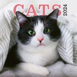 Obrázek Poznámkový kalendář Kočky